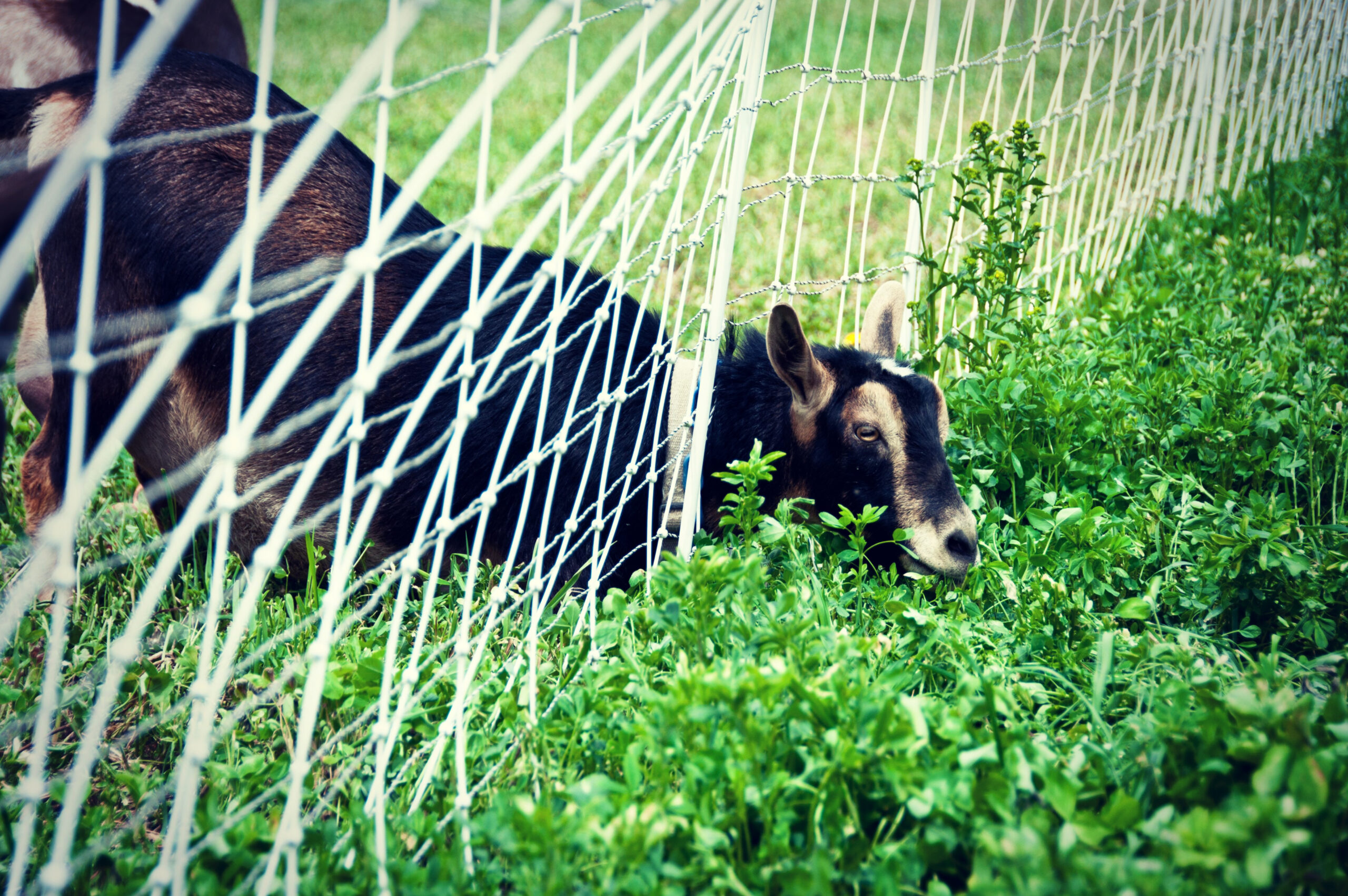 Goat with his head through a fence trying to eat the green grass on the other side