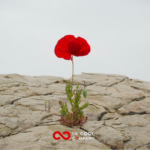 A sole poppy grows out of a big expanse of rock