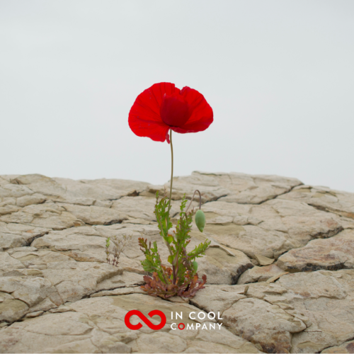 A sole poppy grows out of a big expanse of rock