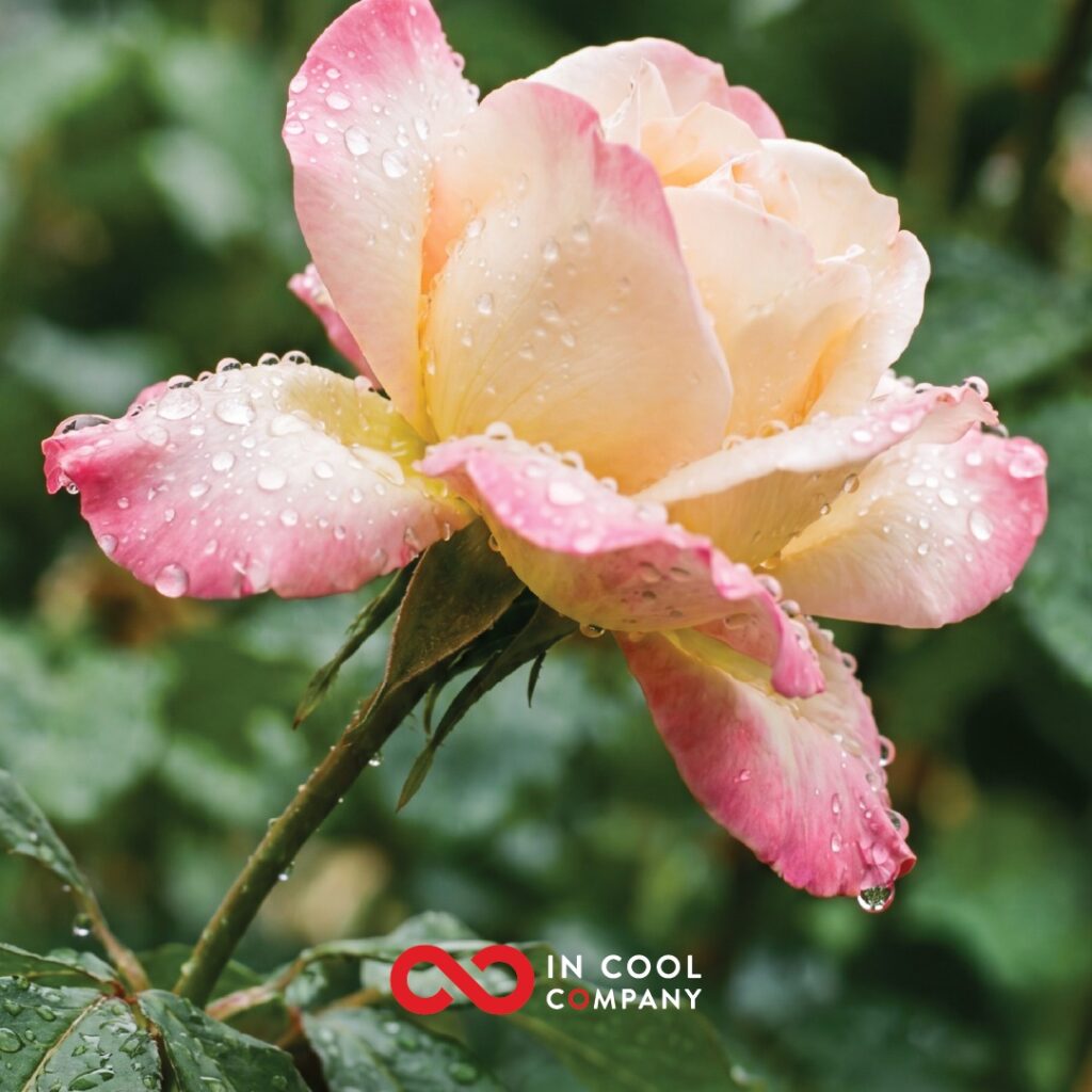 Rain drops sit on a pink and white rose
