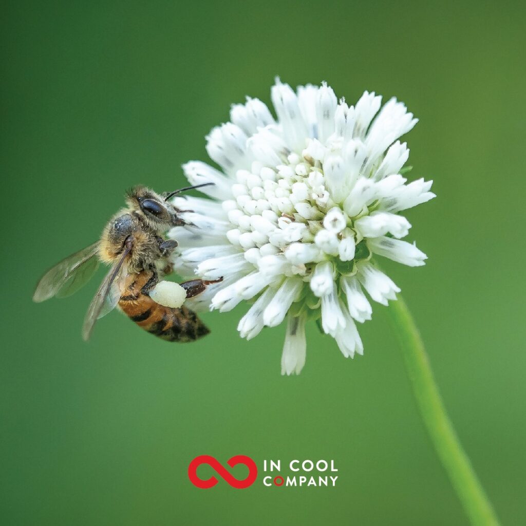 A bee hovers on a large white flower head